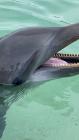 Dolphins and Dragons fans among us! Dolphins and Dragons fans among us!